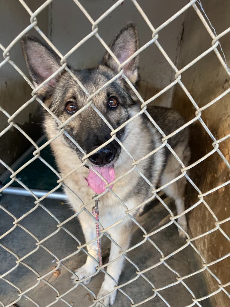 Henry the senior German Shepherd looking through a shelter kennel fence