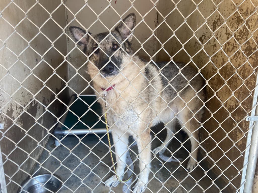 Henry the senior German Shepherd standing in a shelter kennel