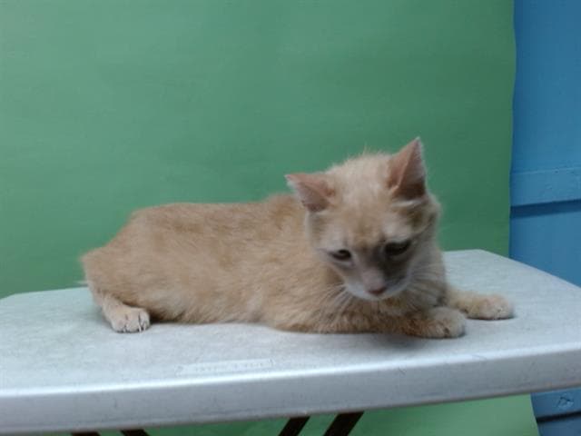 WILLOW