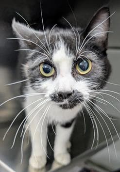 Oreo