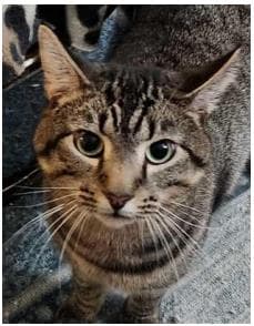 Linus