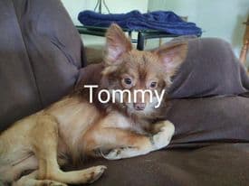 Tommy