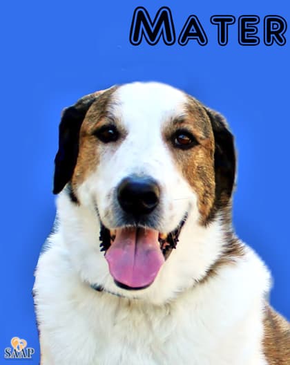 Mater