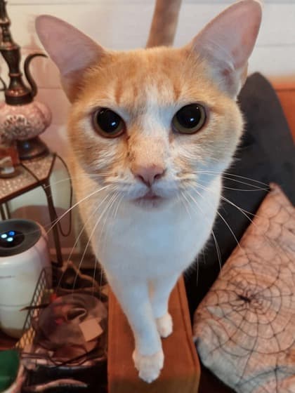 Barton (bonded to Bevo)