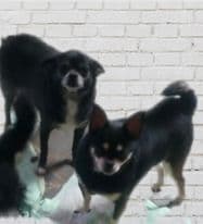 Bobby (bonded to CC)