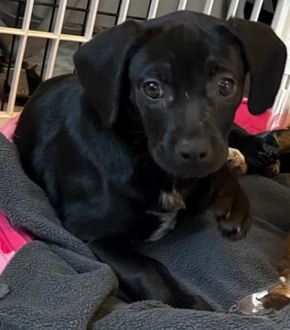 Chick A Dee DUPLICATE CHIP