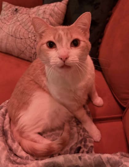 Bevo (bonded to Barton)