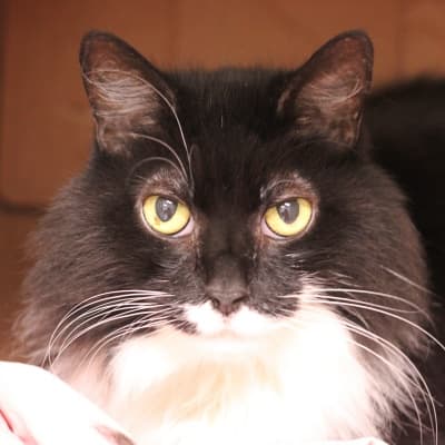 Bootsie