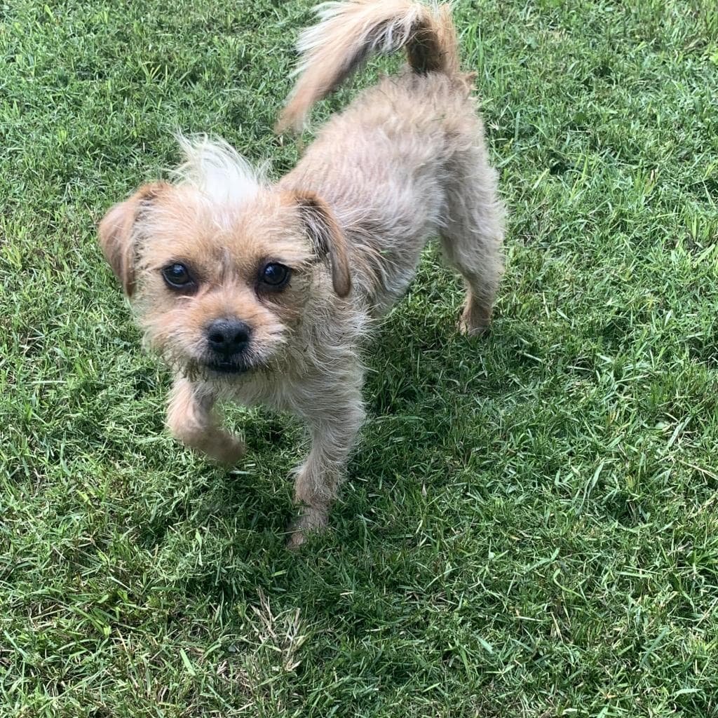 Crab — thumbnail 2