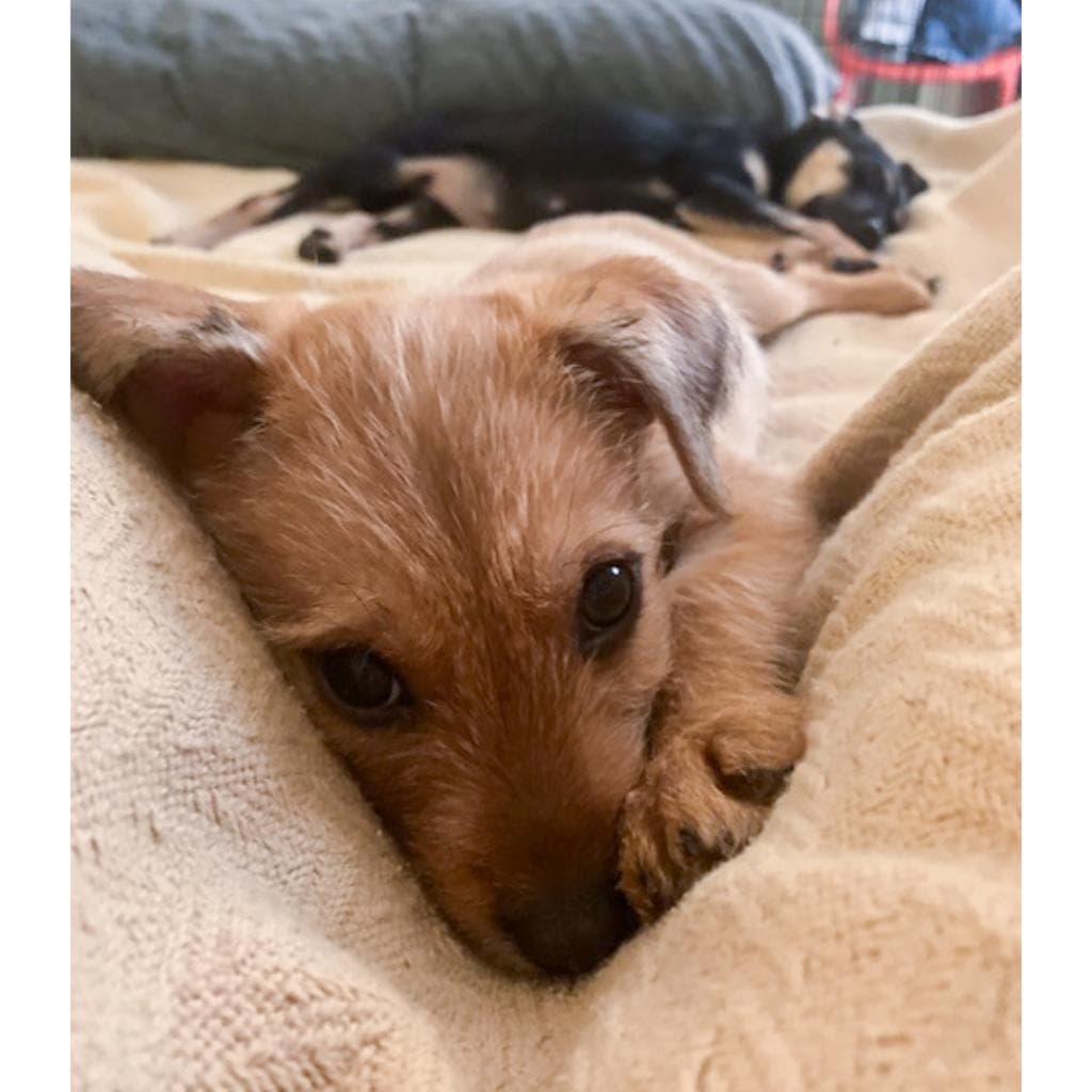 Wylie — thumbnail 8
