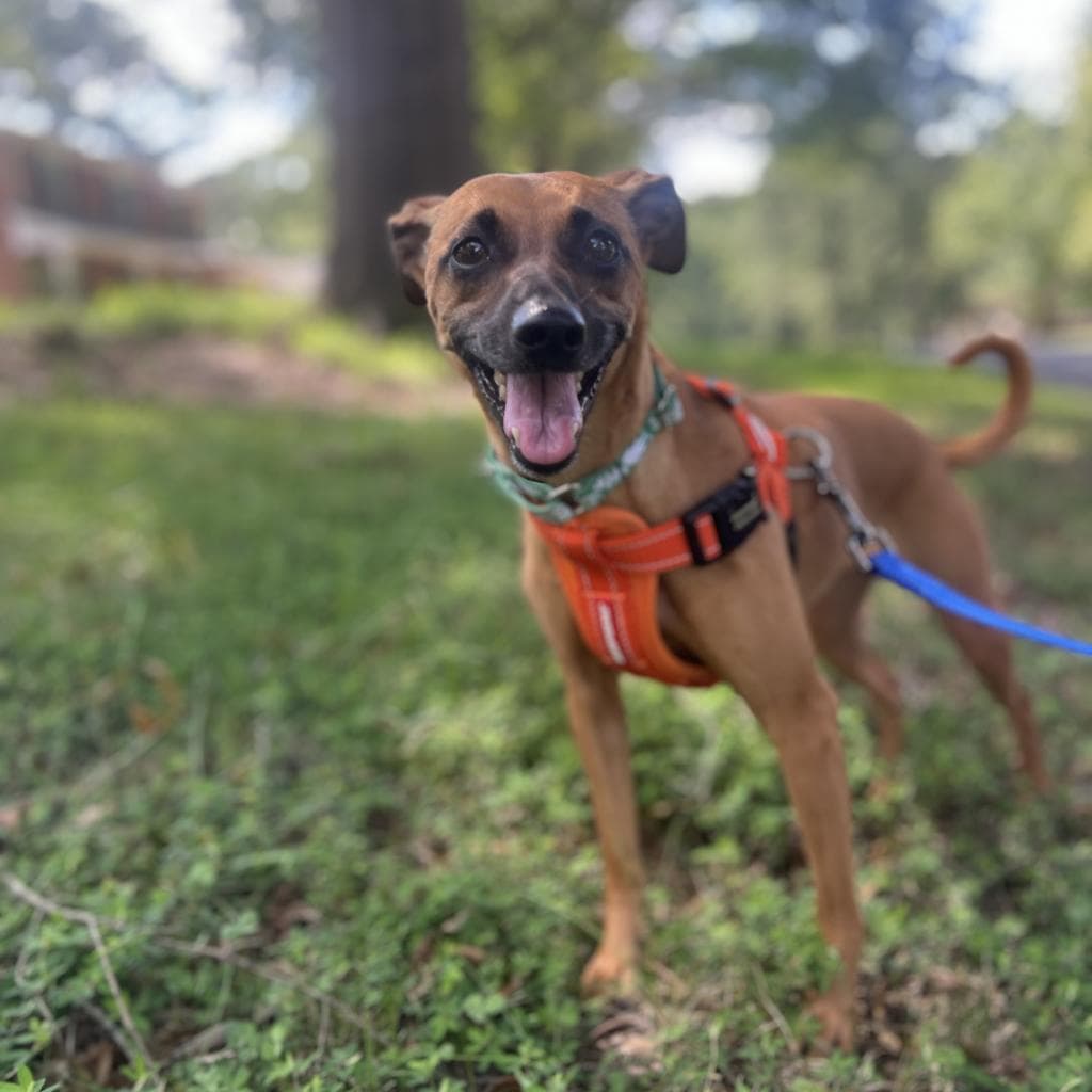 Josie (Courtesy Post) — thumbnail 3