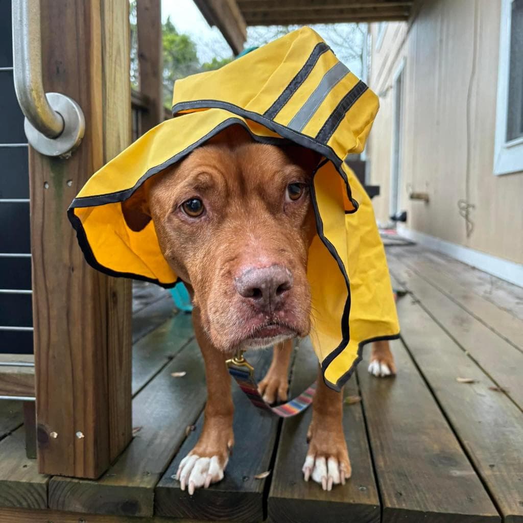 Monty — thumbnail 8