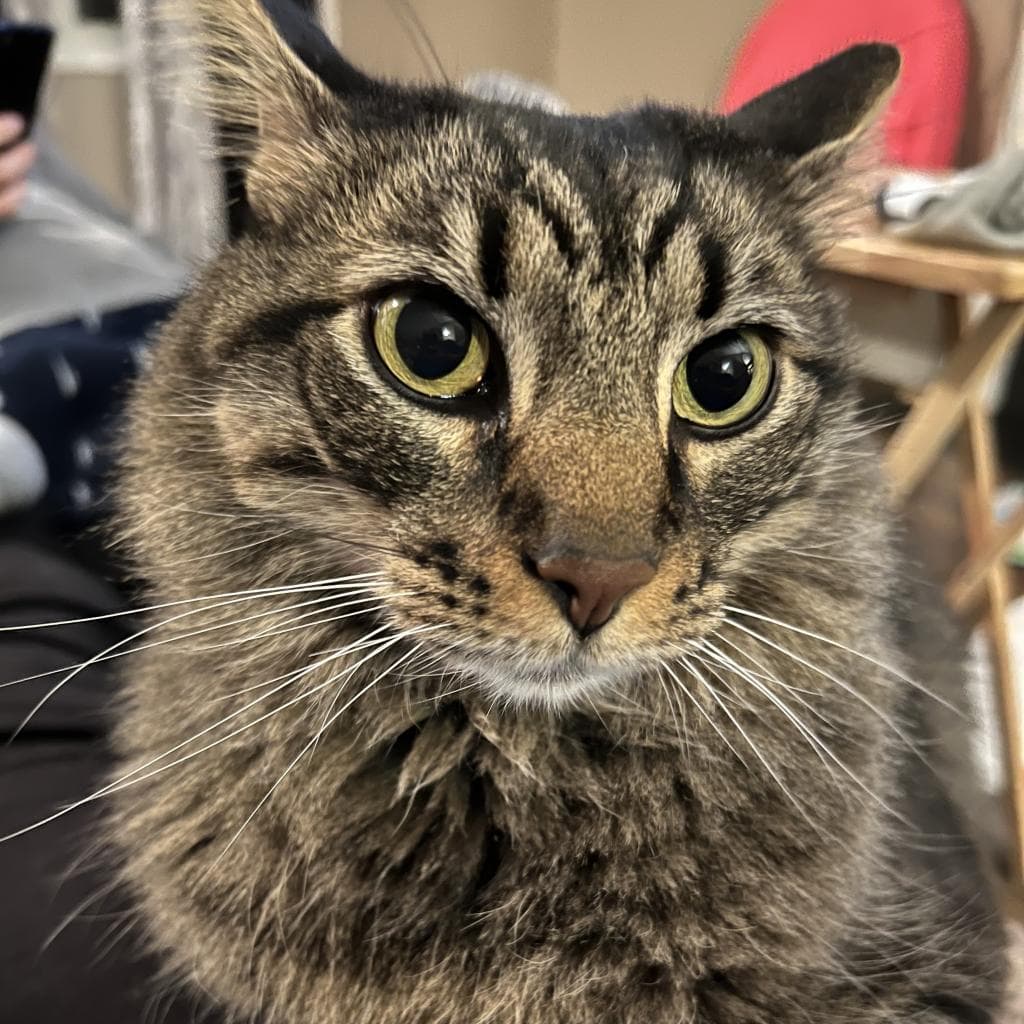 Oliver — thumbnail 2