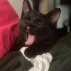 Ghastly — thumbnail 3