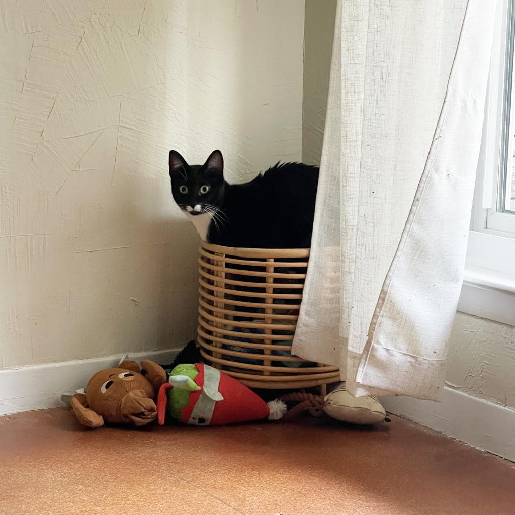 Lambinator — thumbnail 5