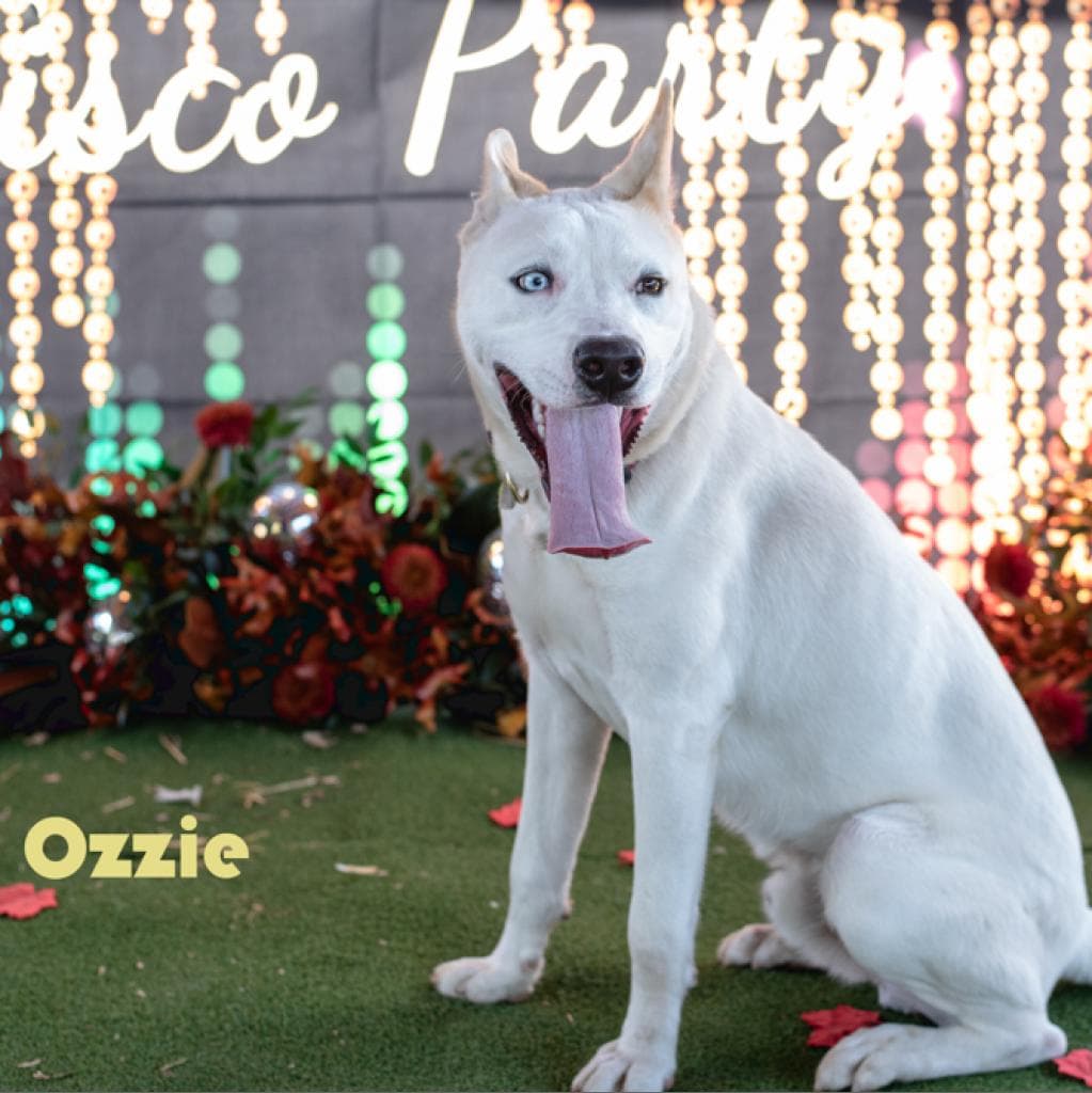 Ozzie — thumbnail 5