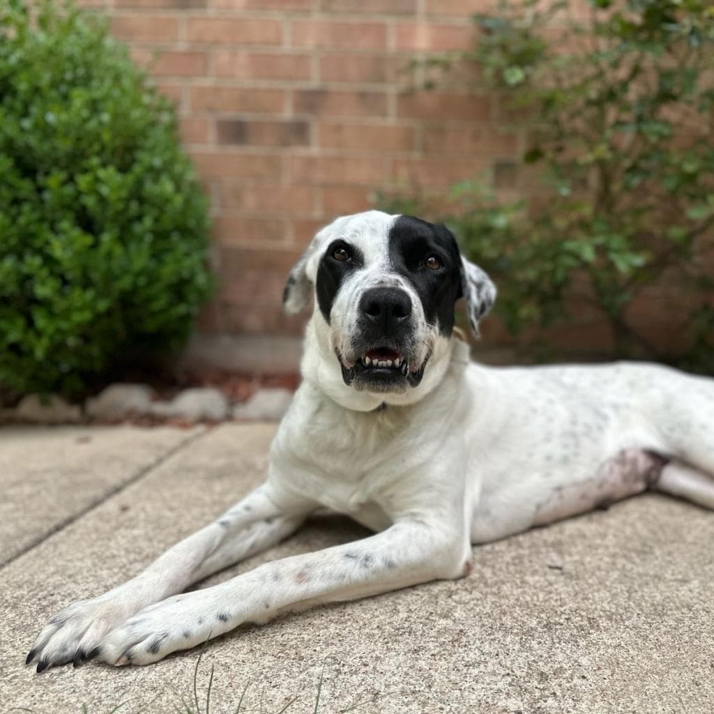 Dutchess — thumbnail 8
