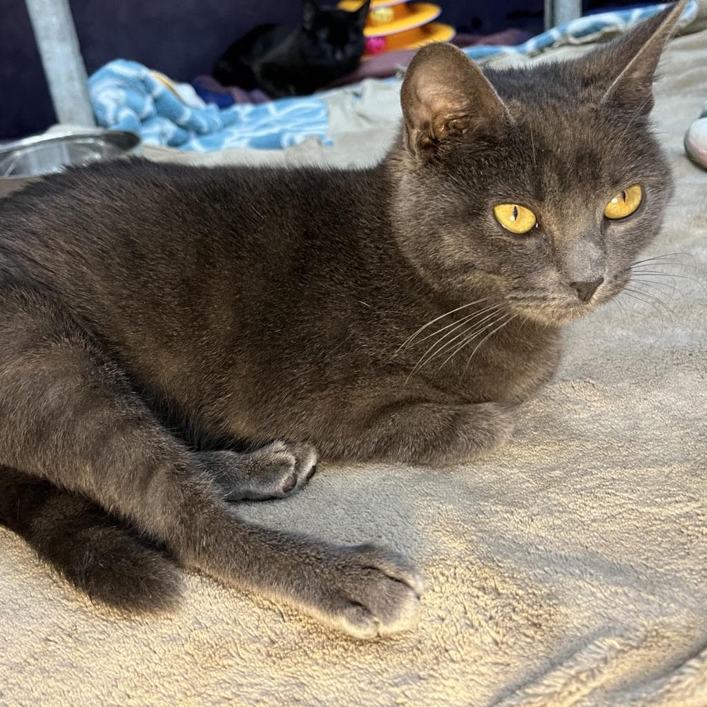 Grippy Socks — thumbnail 10