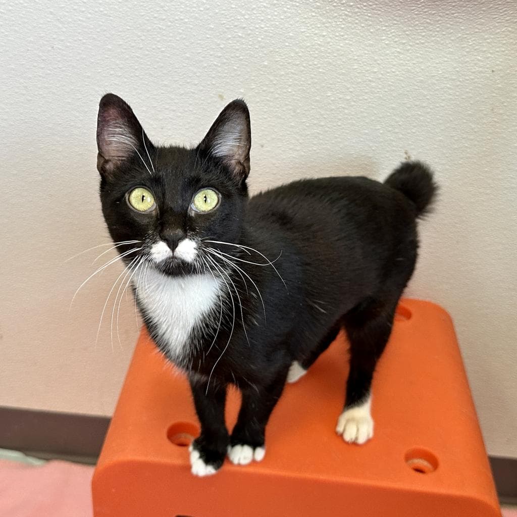 Lambinator — thumbnail 2