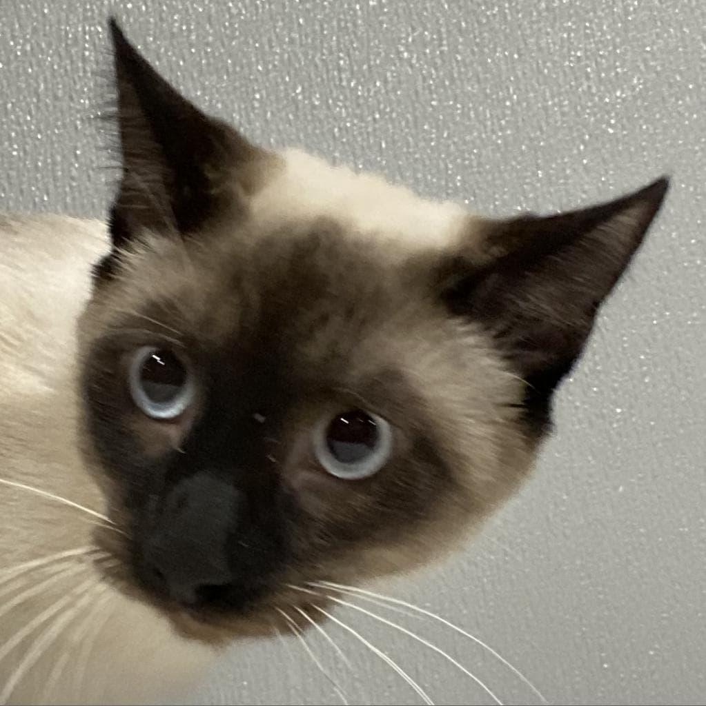 Miso — thumbnail 2