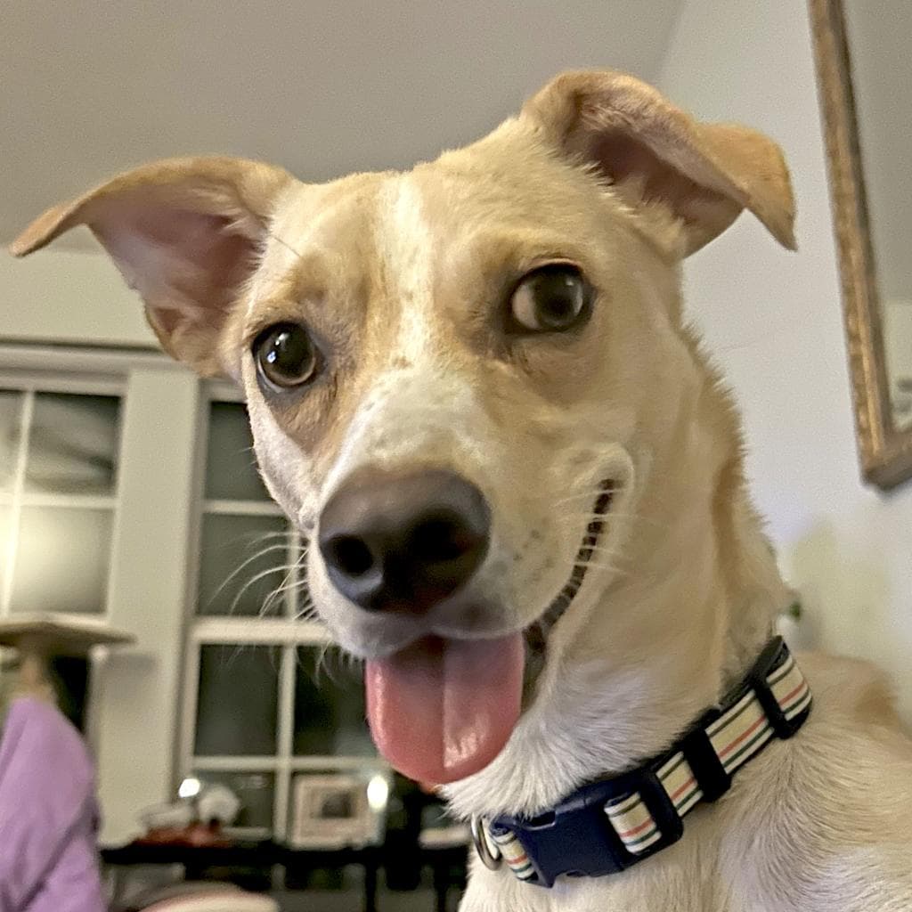 Henry — thumbnail 8