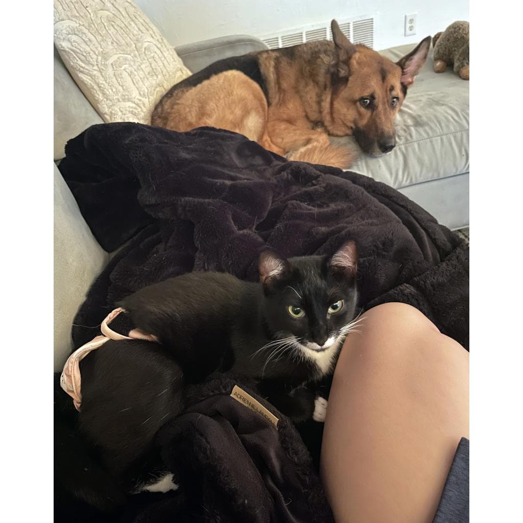 Lambinator — thumbnail 3