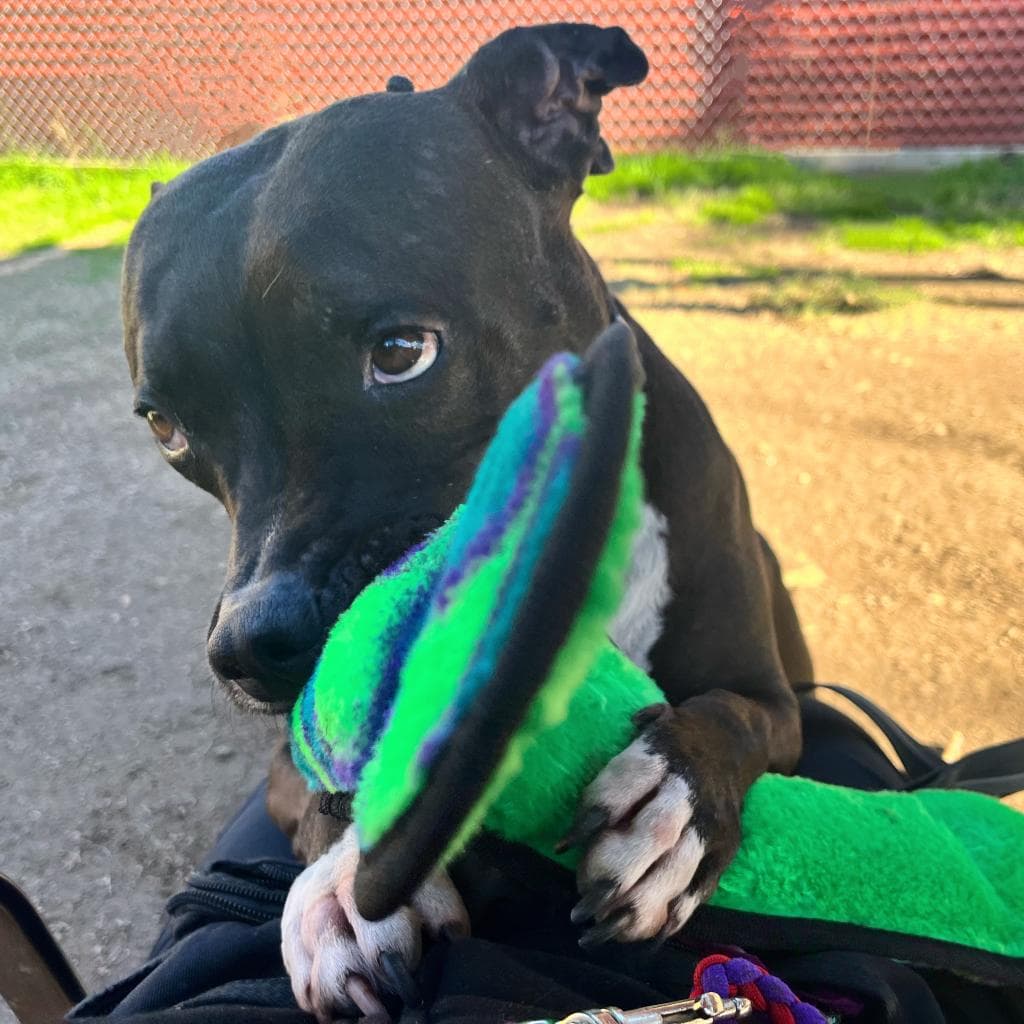 Jada — thumbnail 11