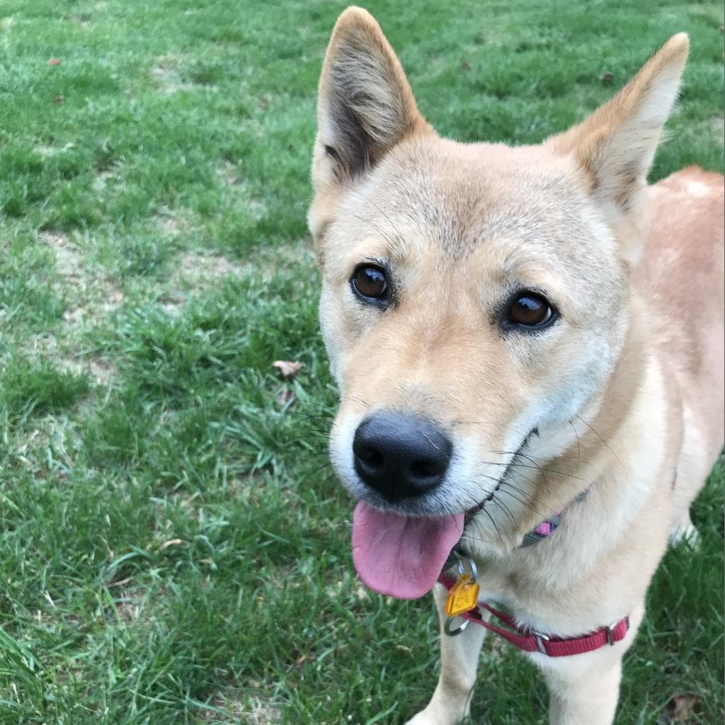 Moxie — thumbnail 2