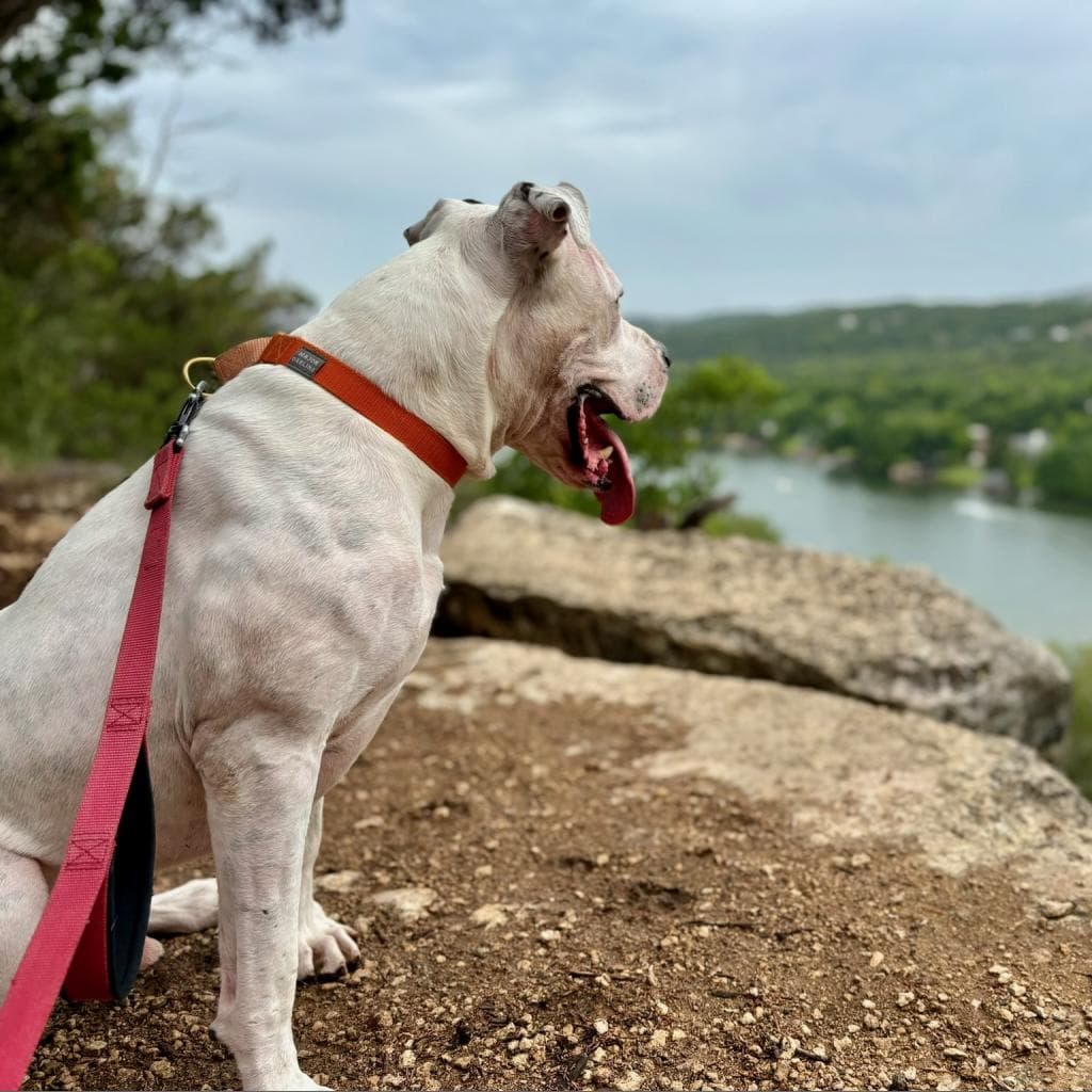 French Fry — thumbnail 10