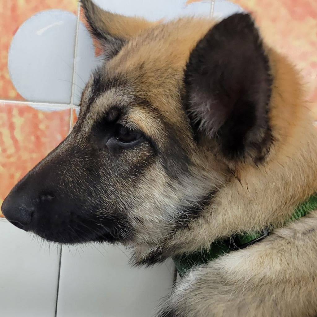 Buttercup — thumbnail 3