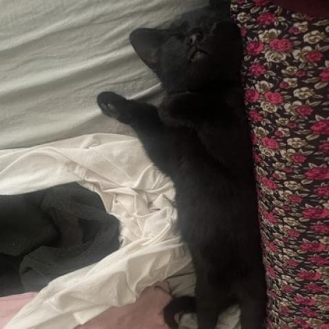 Ghastly — thumbnail 5