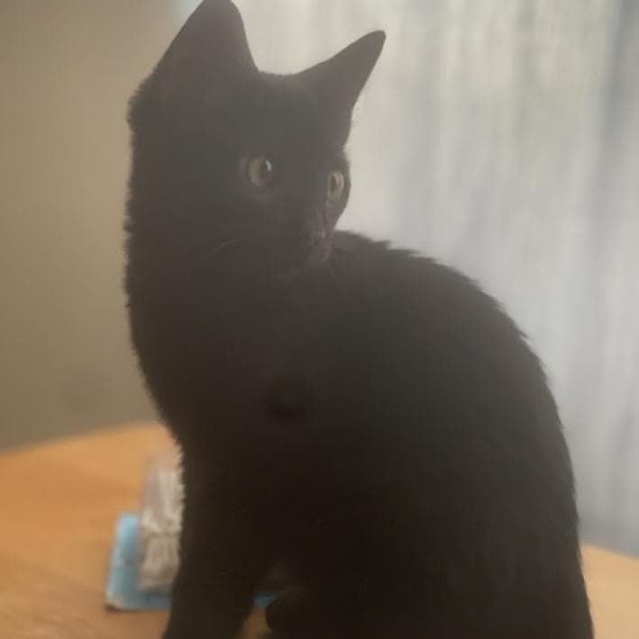 Ghastly — thumbnail 4