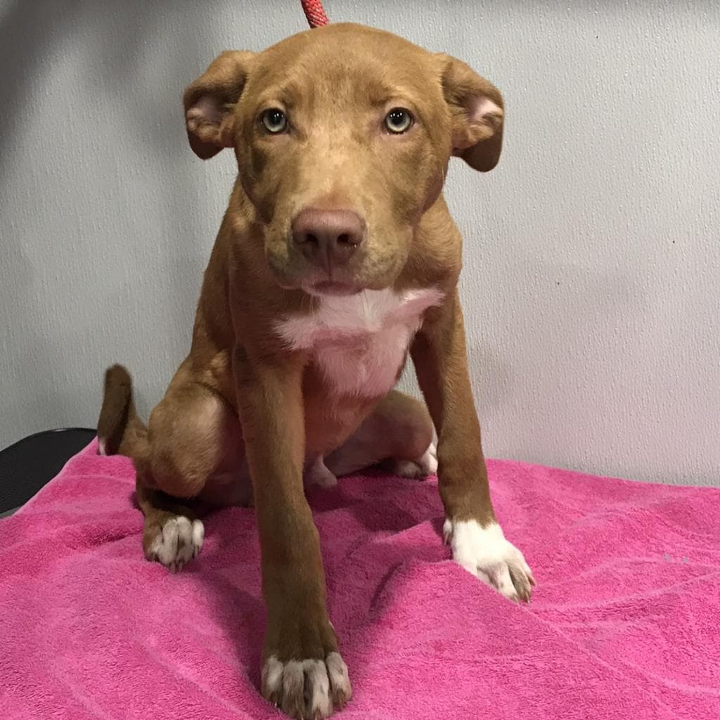 Ozzi — thumbnail 2