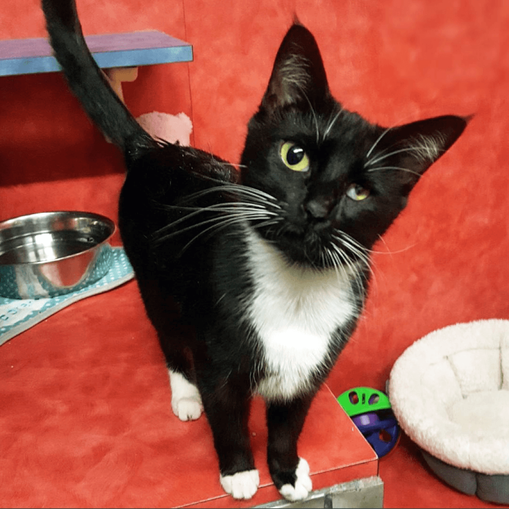 Bear Bear — thumbnail 2