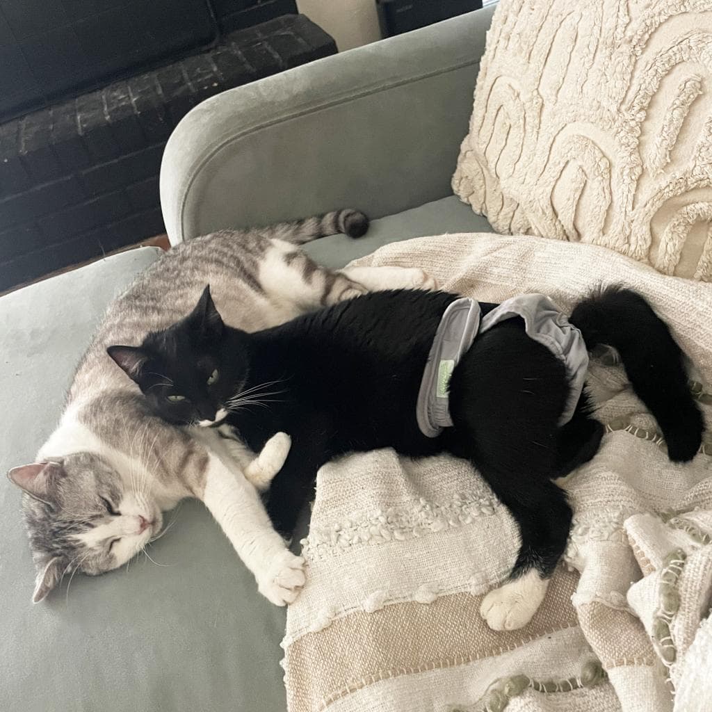 Lambinator — thumbnail 4