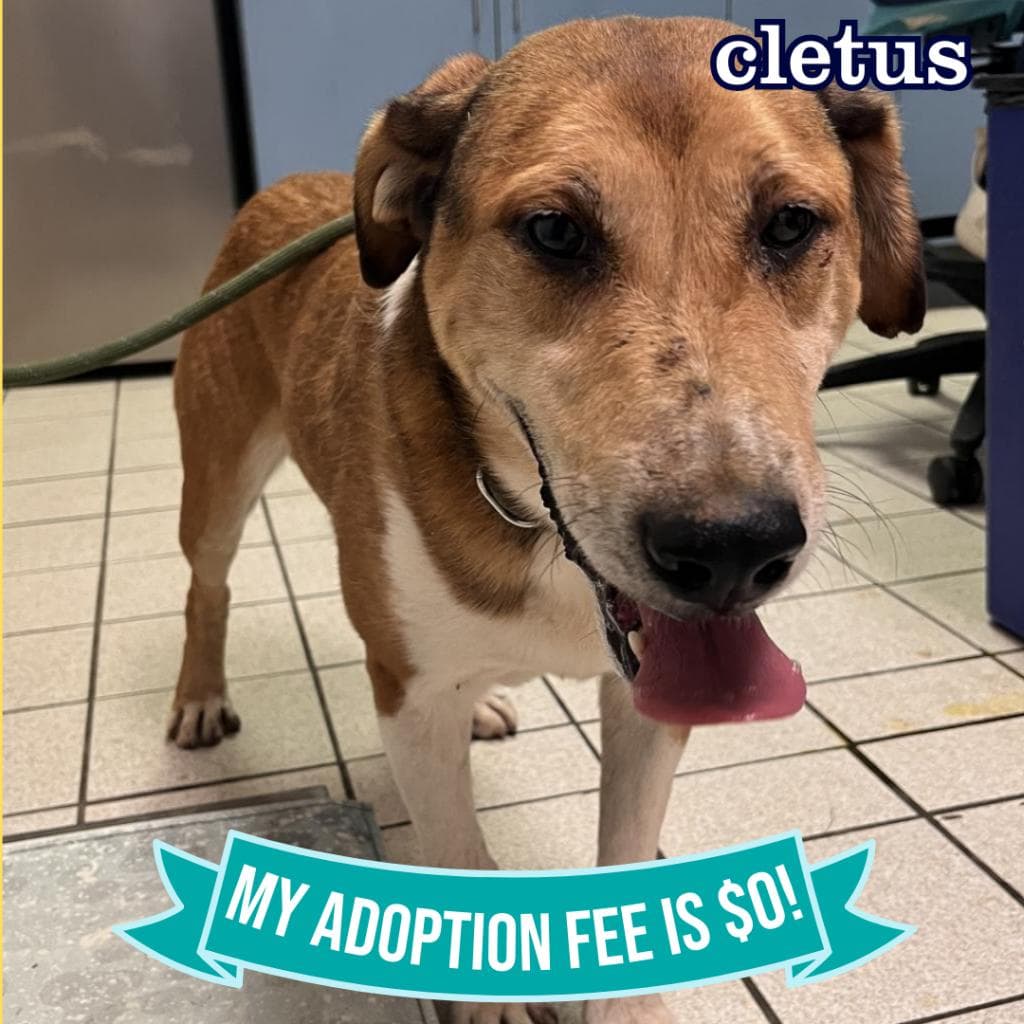 Cletus — thumbnail 3