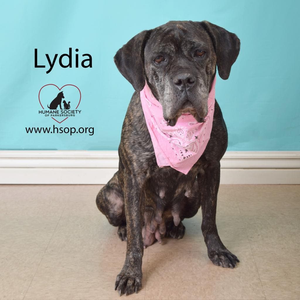Lydia — thumbnail 2