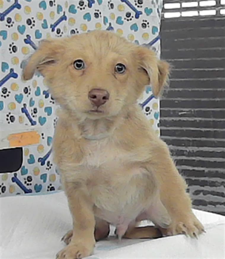 NOVA