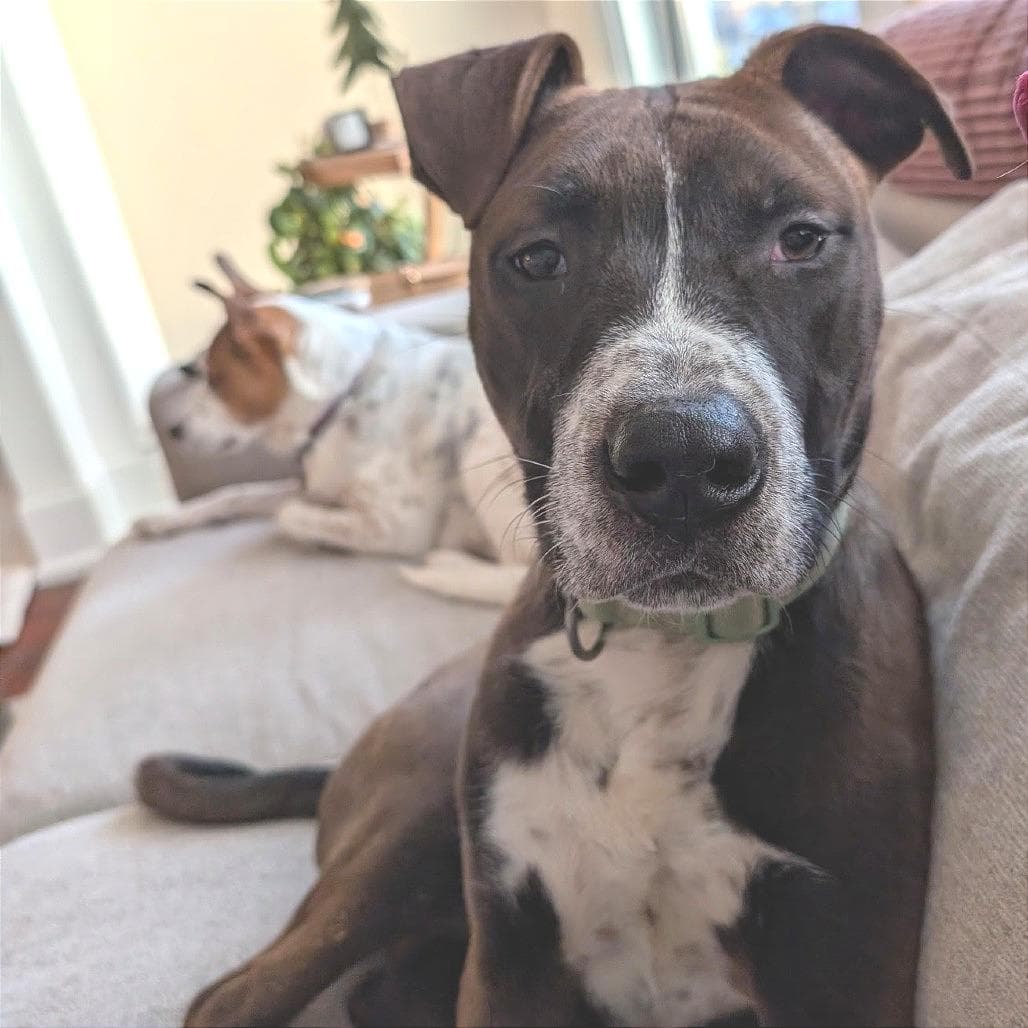 Hugo