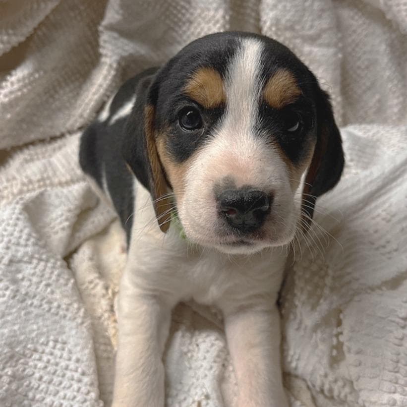 Eve's Pup- Olivia