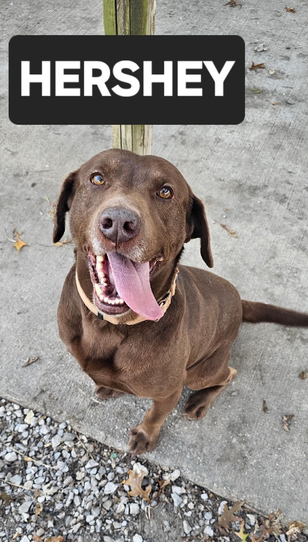 HERSHEY