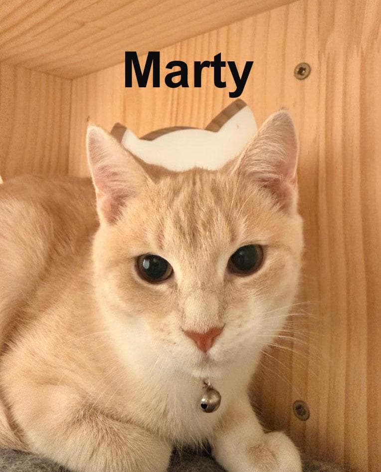 Marty Shes. SWEET SISTER TO Rizzo (F)