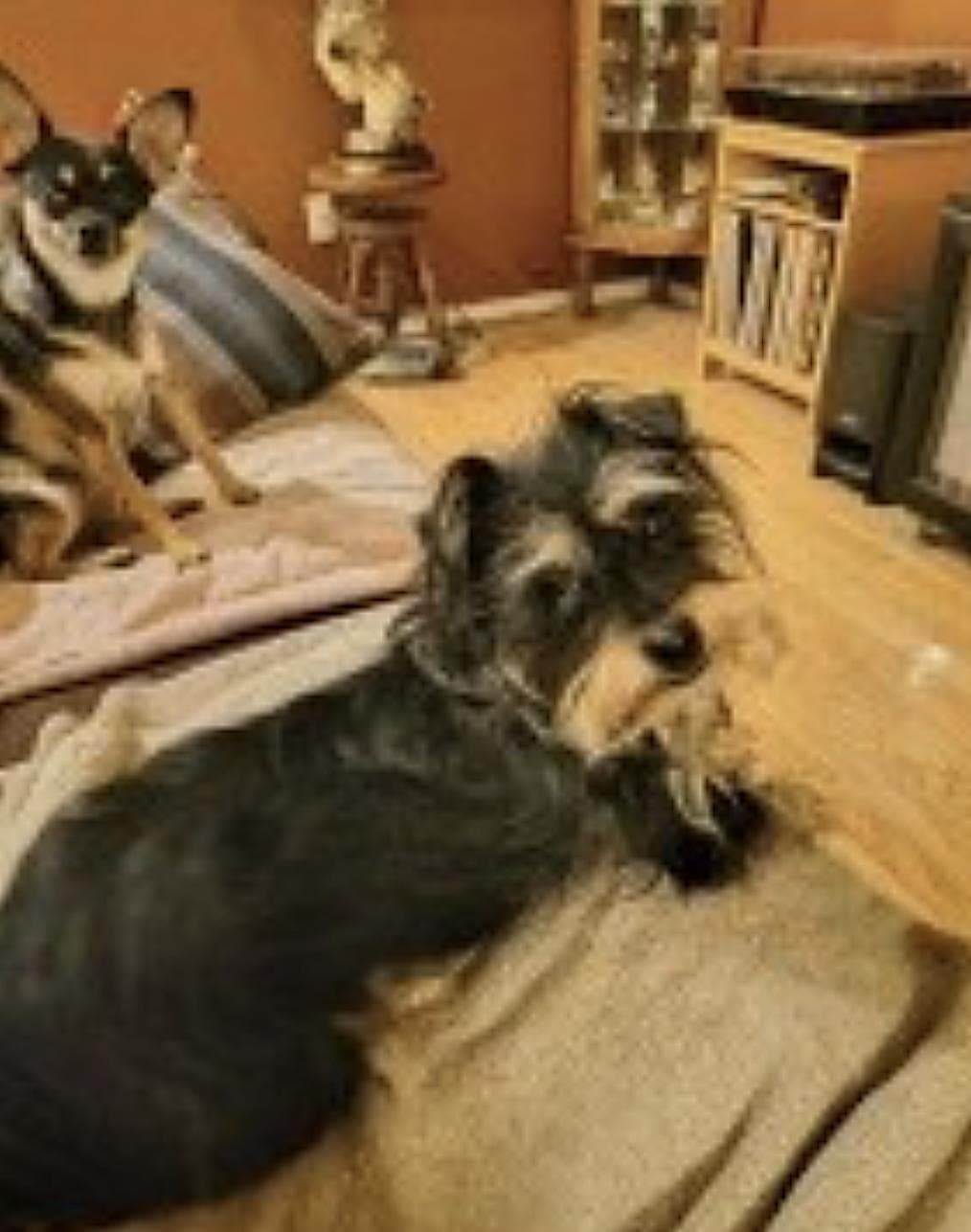 Buddy and Chica