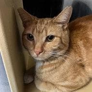 MERLIN aka LIL' RED