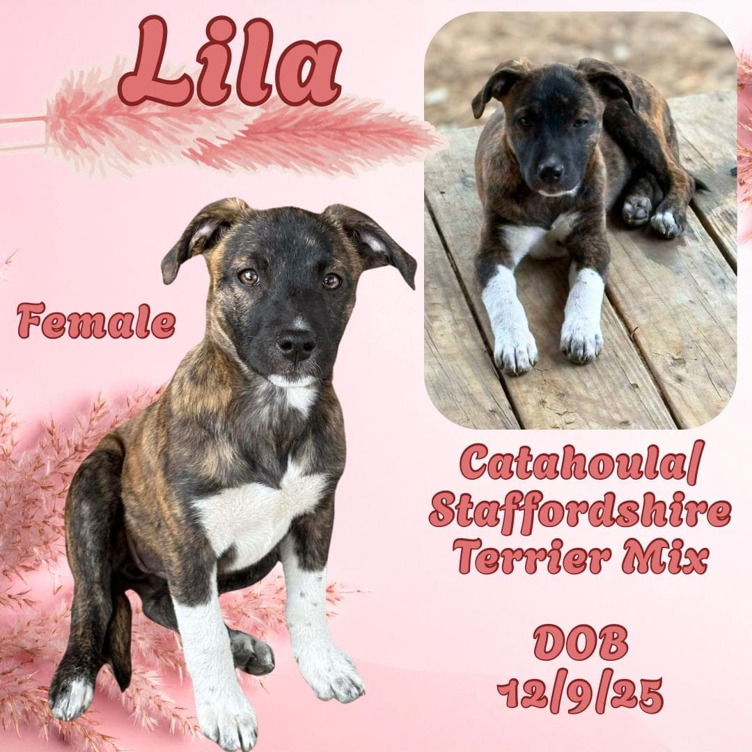 Lila