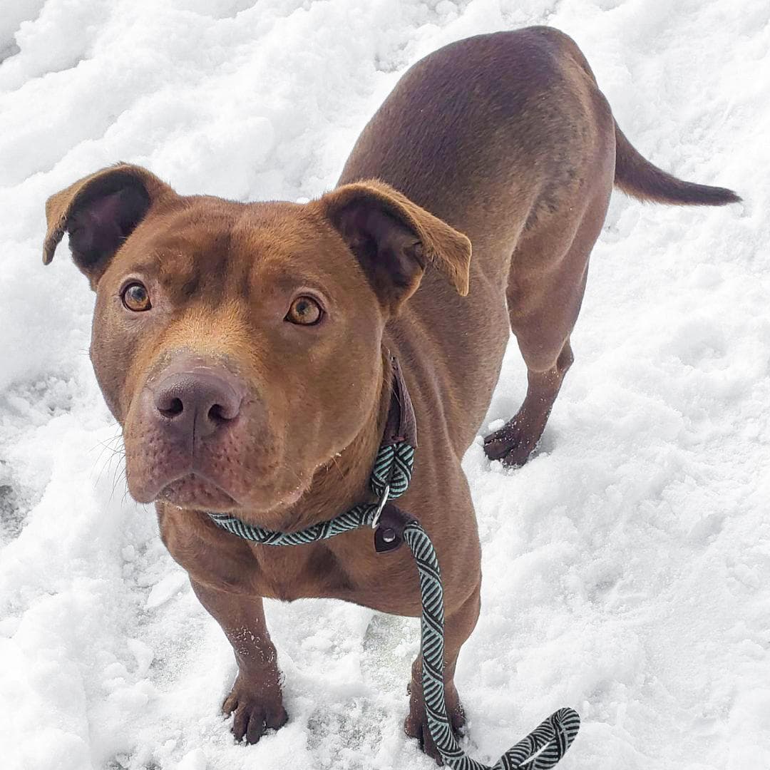 KOALA LOU- Needs a foster/forever home!