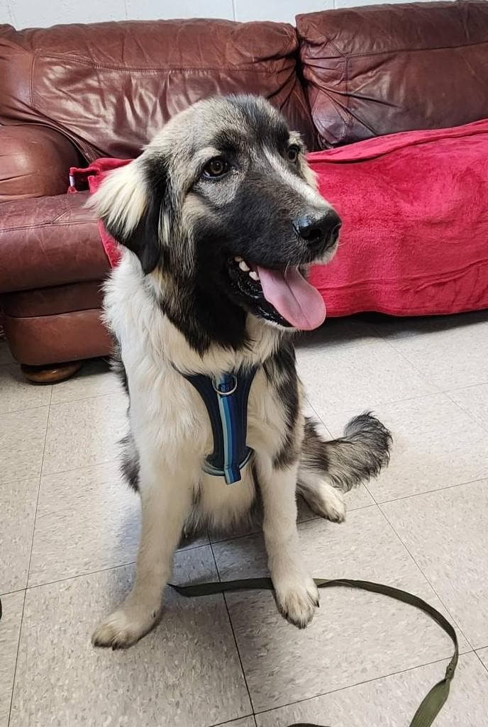Winston