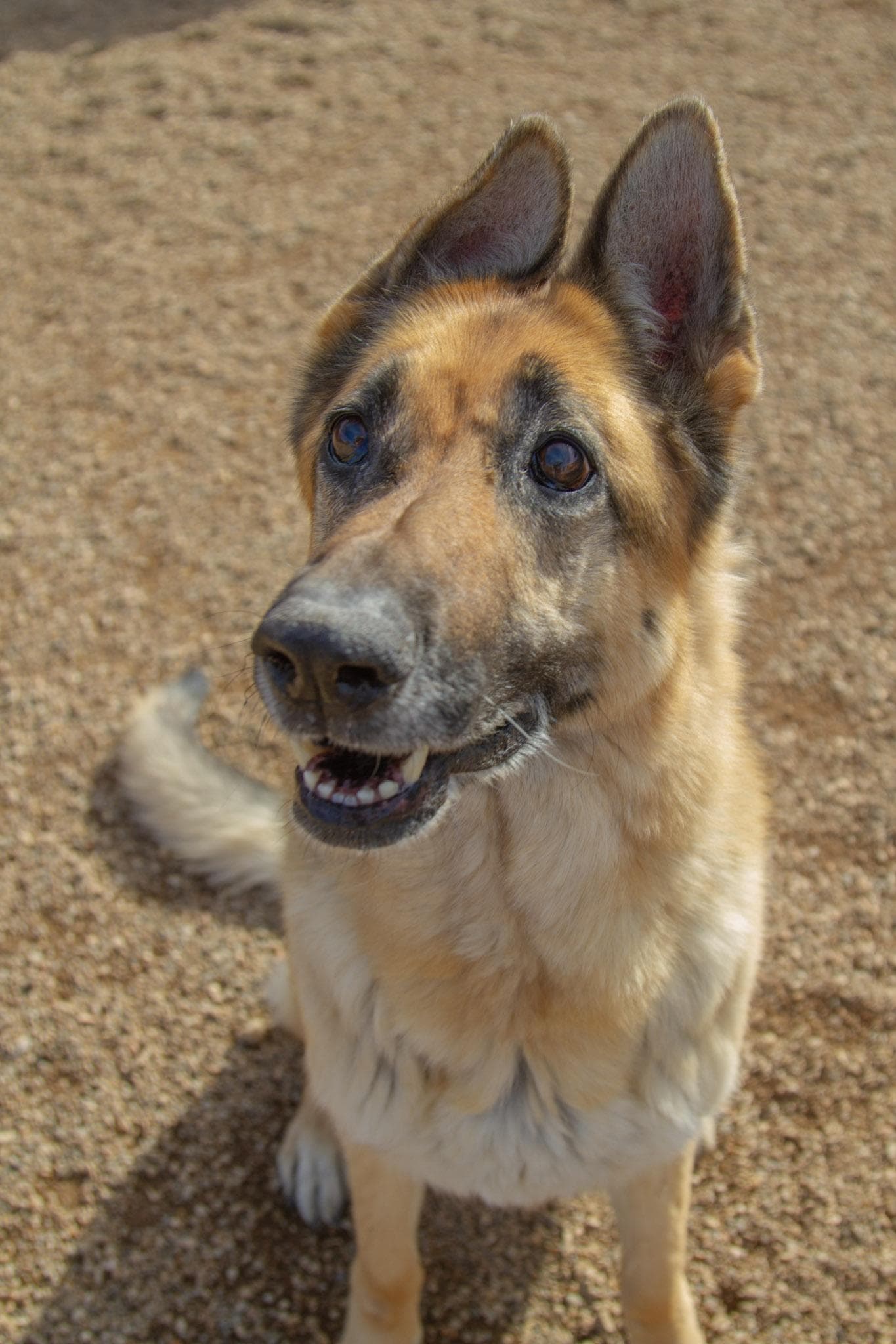 Ziva