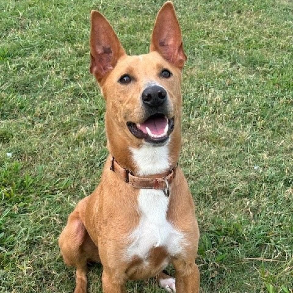 Enzo