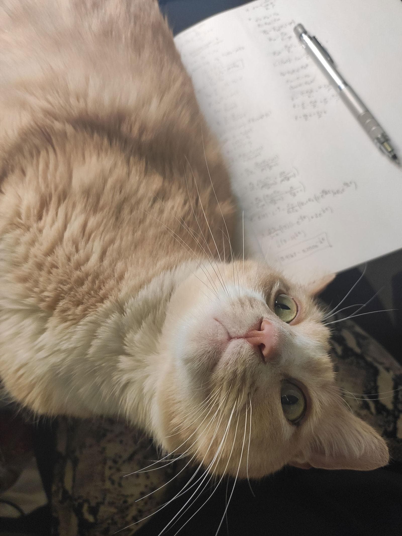 Buddy Has A Maine Coon Personality!